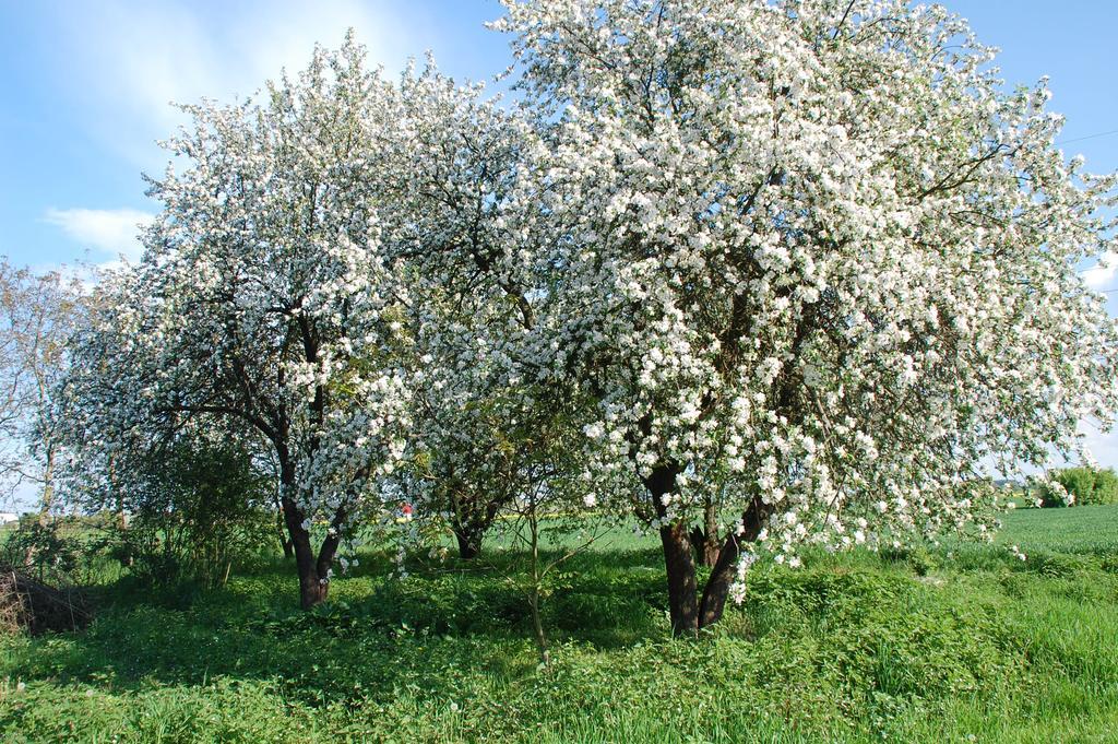 Agroturystyka Pod Swierkami Nadrybie 외부 사진
